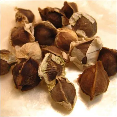 Moringa Seeds