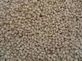 Sesame Seeds
