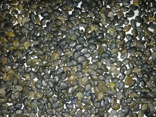 Sunhemp Seeds