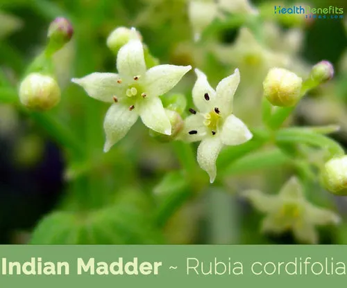 Rubia Cordifolia