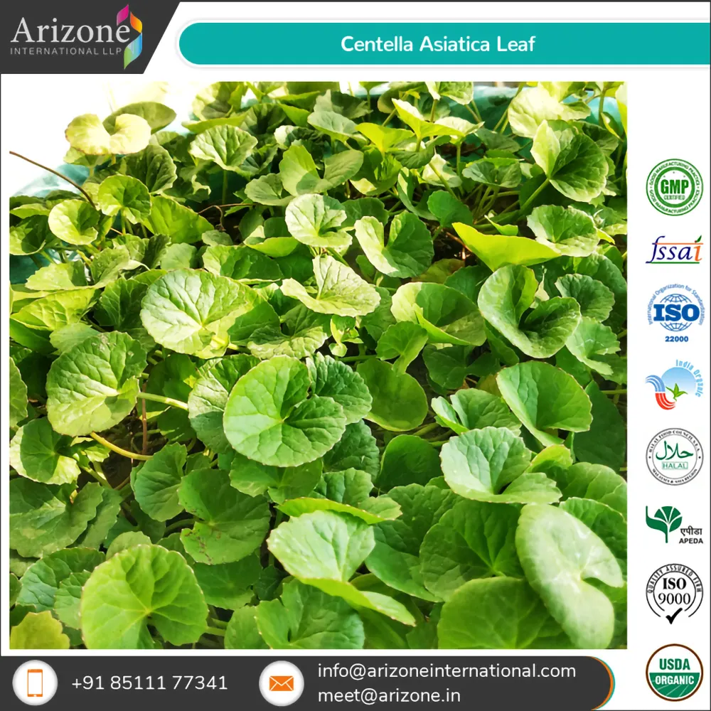 Centella Asiatica