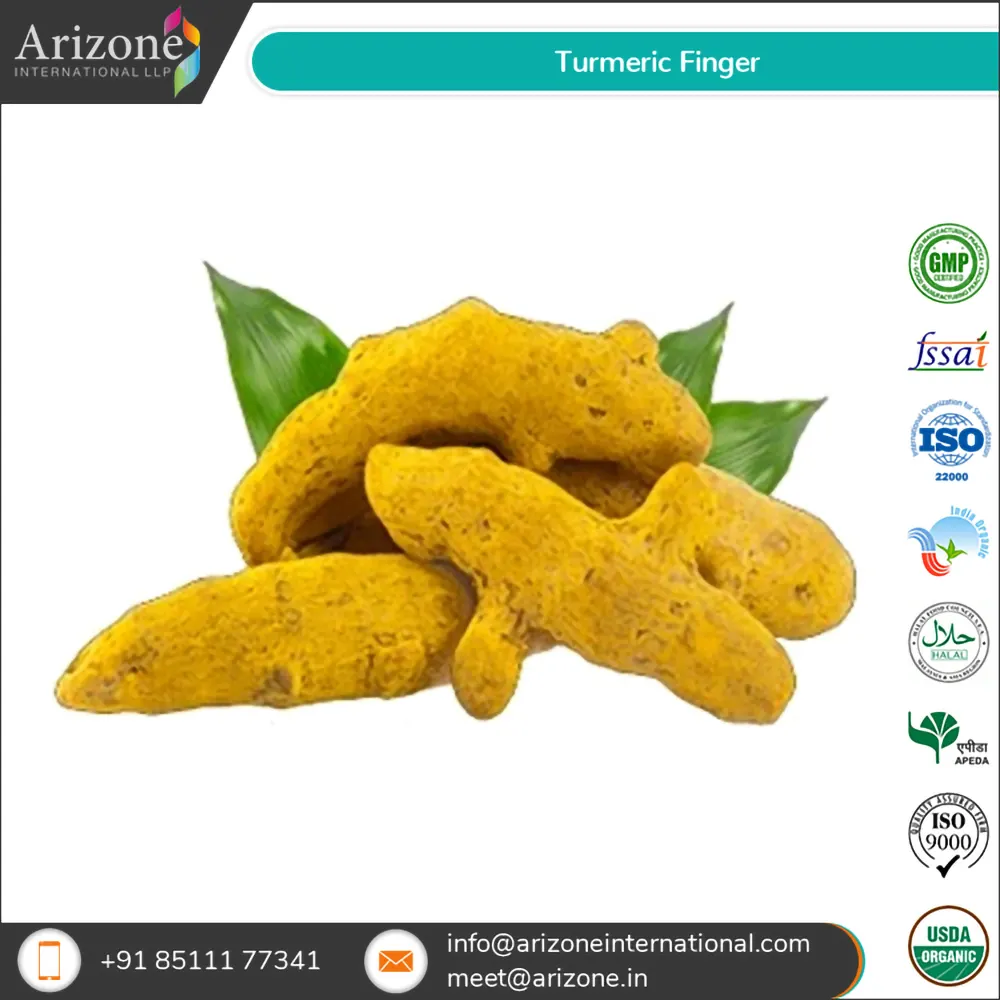 Turmeric Finger / Curcuma Longa
