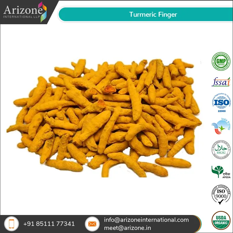 Turmeric Finger / Curcuma Longa