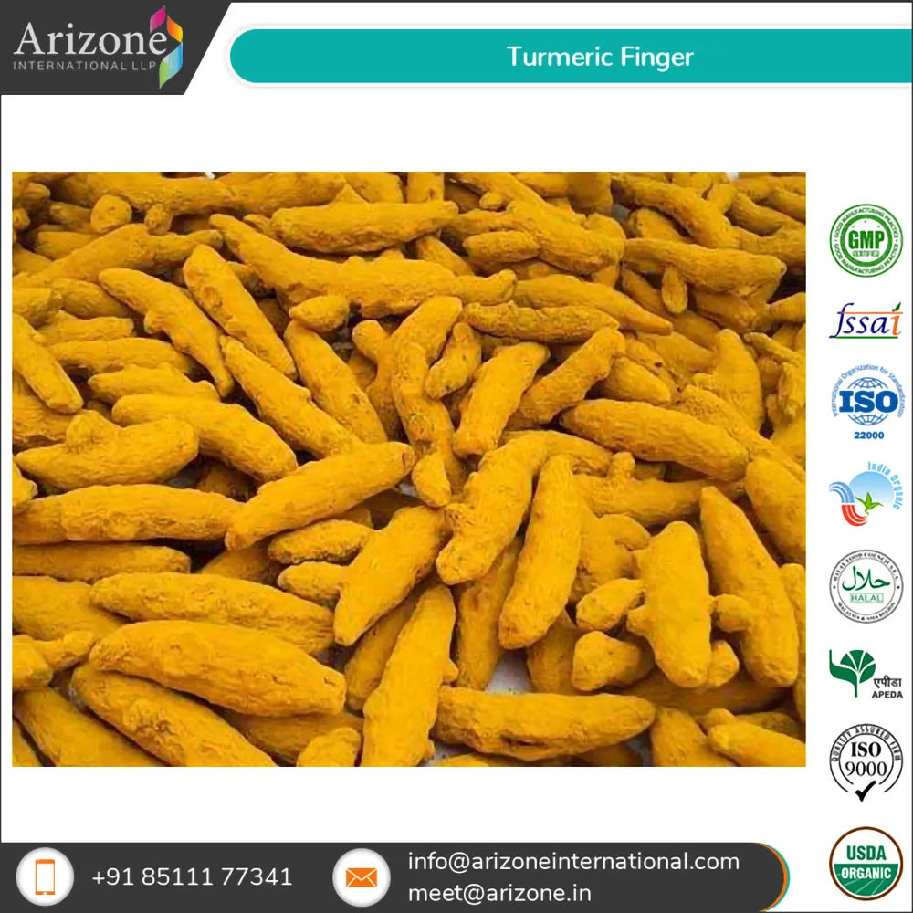 Turmeric Finger / Curcuma Longa