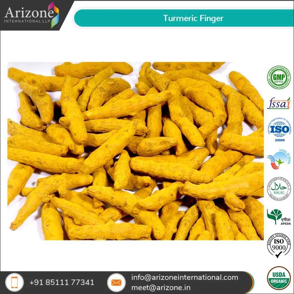 Turmeric Finger / Curcuma Longa
