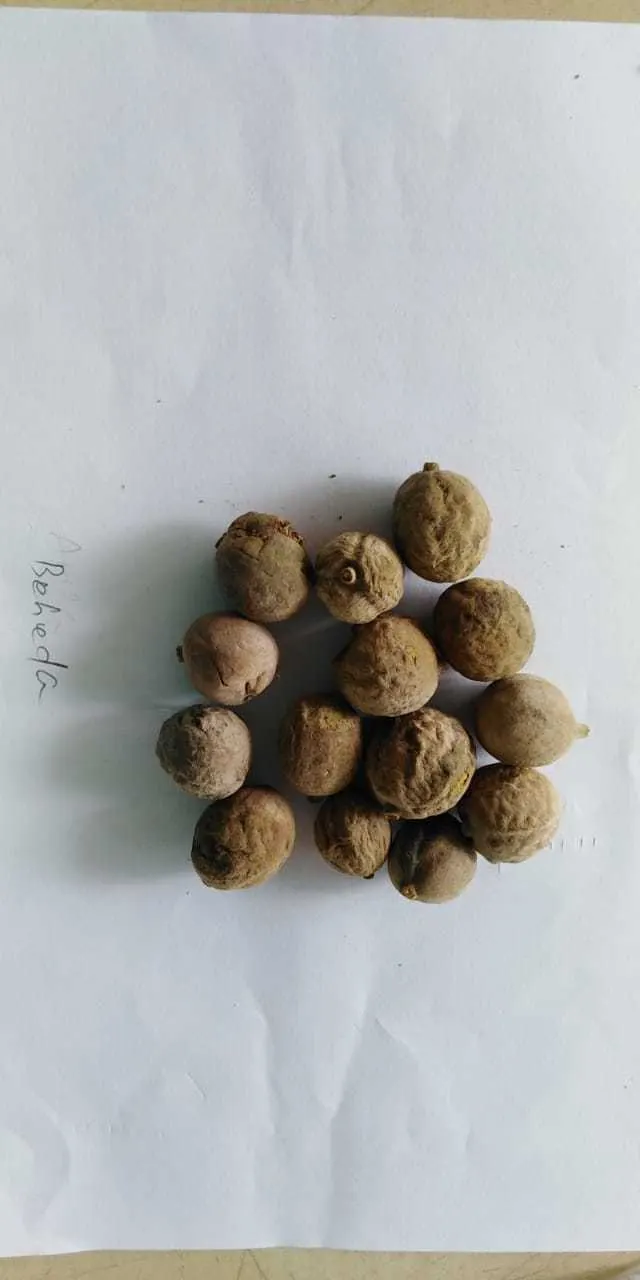 Terminalia Bellirica / Belerica / Baheda